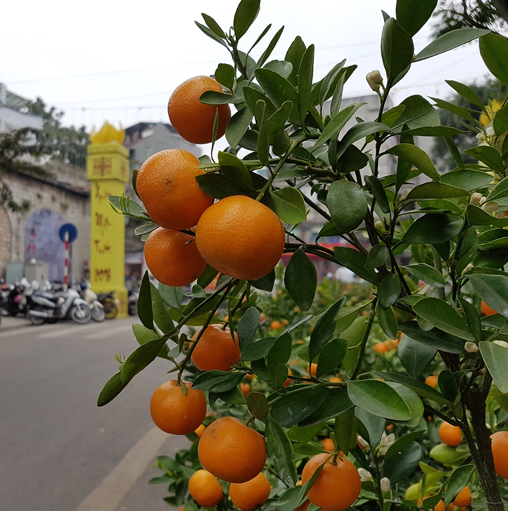 Không chỉ có hoa đào, những cây quất cảnh cũng đã